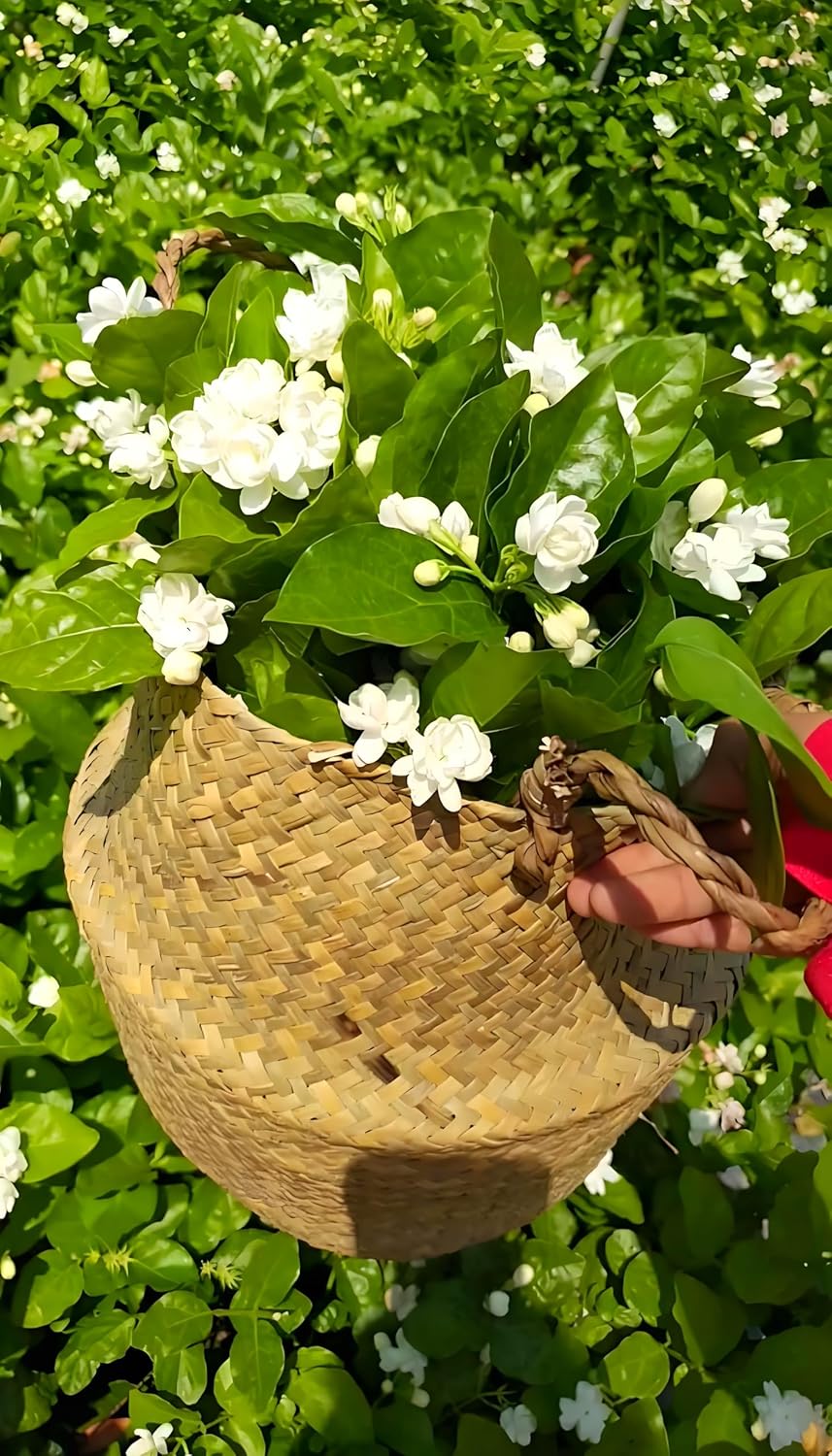 50 Pcs Jasmin Seeds for Planting Fragrant Flower Seeds for Home Garden Decor - Image 3