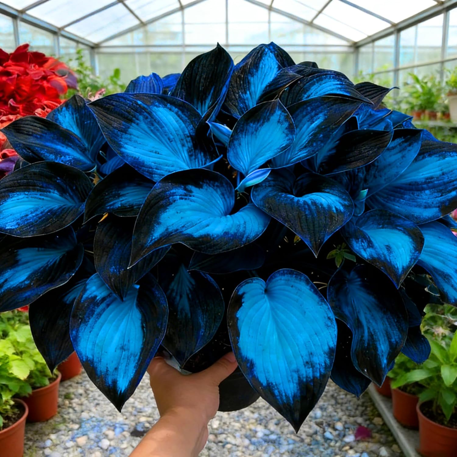 Hosta Seeds for Planting, 290+pcs Rare Perennial Hosta Flower Seeds Plants, Non-GMO Heirloom Long Blooming Plants Shaded Entry Pathway Rare Flowers for Garden Outdoors - Image 2