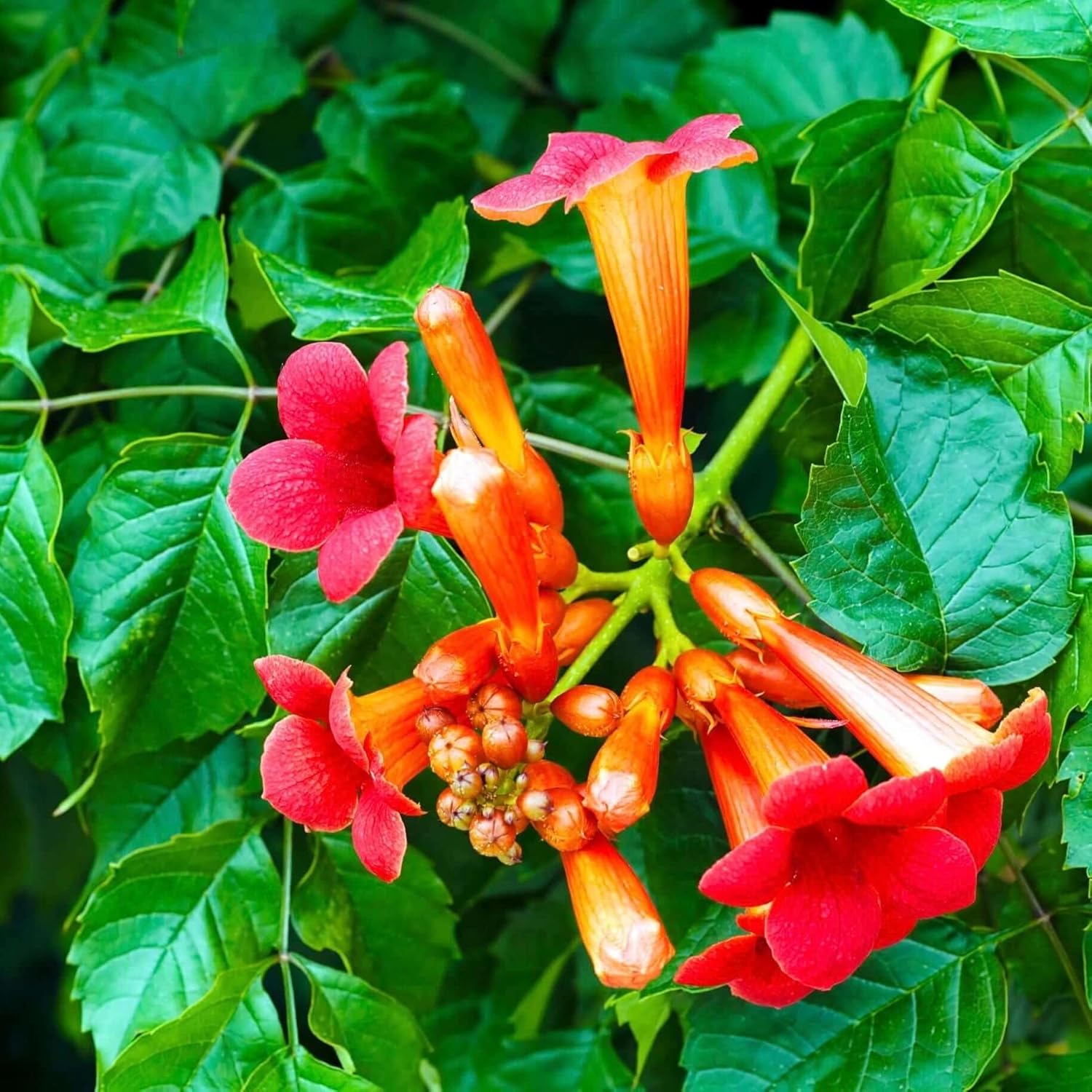 100+Hummingbird Trumpet Vine Plant Seeds-Trumpet Creeper Seeds Non-GMO Heirloom Flower Seed - Image 3
