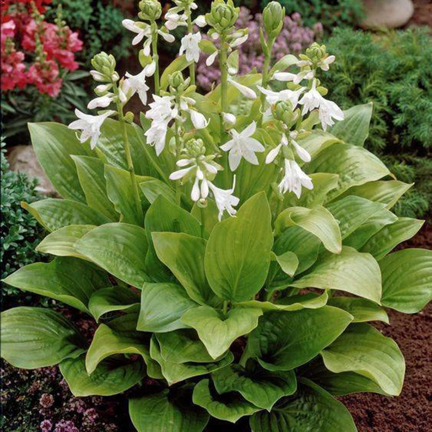 Hosta Seeds for Planting, 290+pcs Rare Perennial Hosta Flower Seeds Plants, Non-GMO Heirloom Long Blooming Plants Shaded Entry Pathway Rare Flowers for Garden Outdoors - Image 6