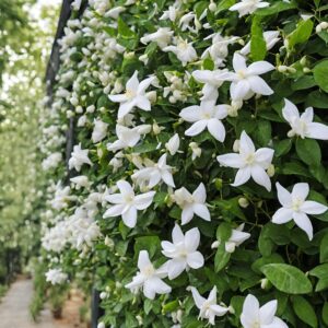 Rare Scented Jasmine Flower Easy to...