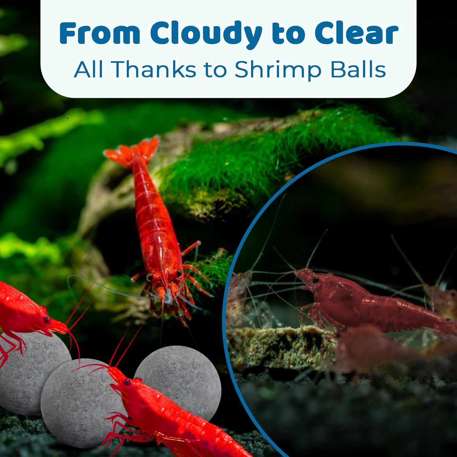 SunGrow Shrimp Balls, Aquarium Water Conditioner Balls, Successful Shedding, Increase Survival Rate, Impart Vibrance, Cool Décor with Wellness Benefits - Image 5