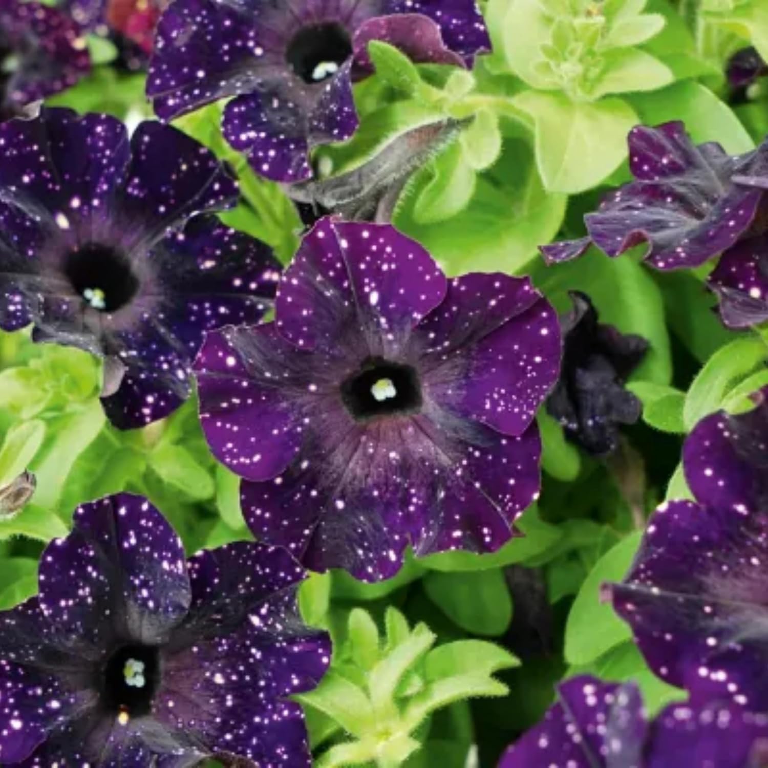 1000+ Mixed Petunia Seeds for Planting - Dwarf Wave Petunia Flower Seeds for Home Garden Non-GMO Heirloom Flower - Image 4