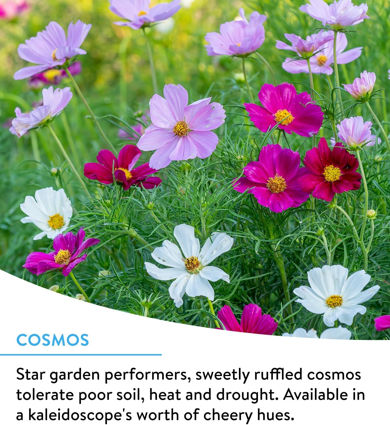 Burpee Wildflower 25,000 Bulk, 1 Bag 18 Varieties of Non-GMO Flower Seeds for Hummingbirds and Butterflies - Image 4