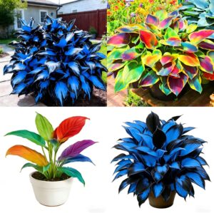 Hosta Seeds for Planting, 230+pcs R...