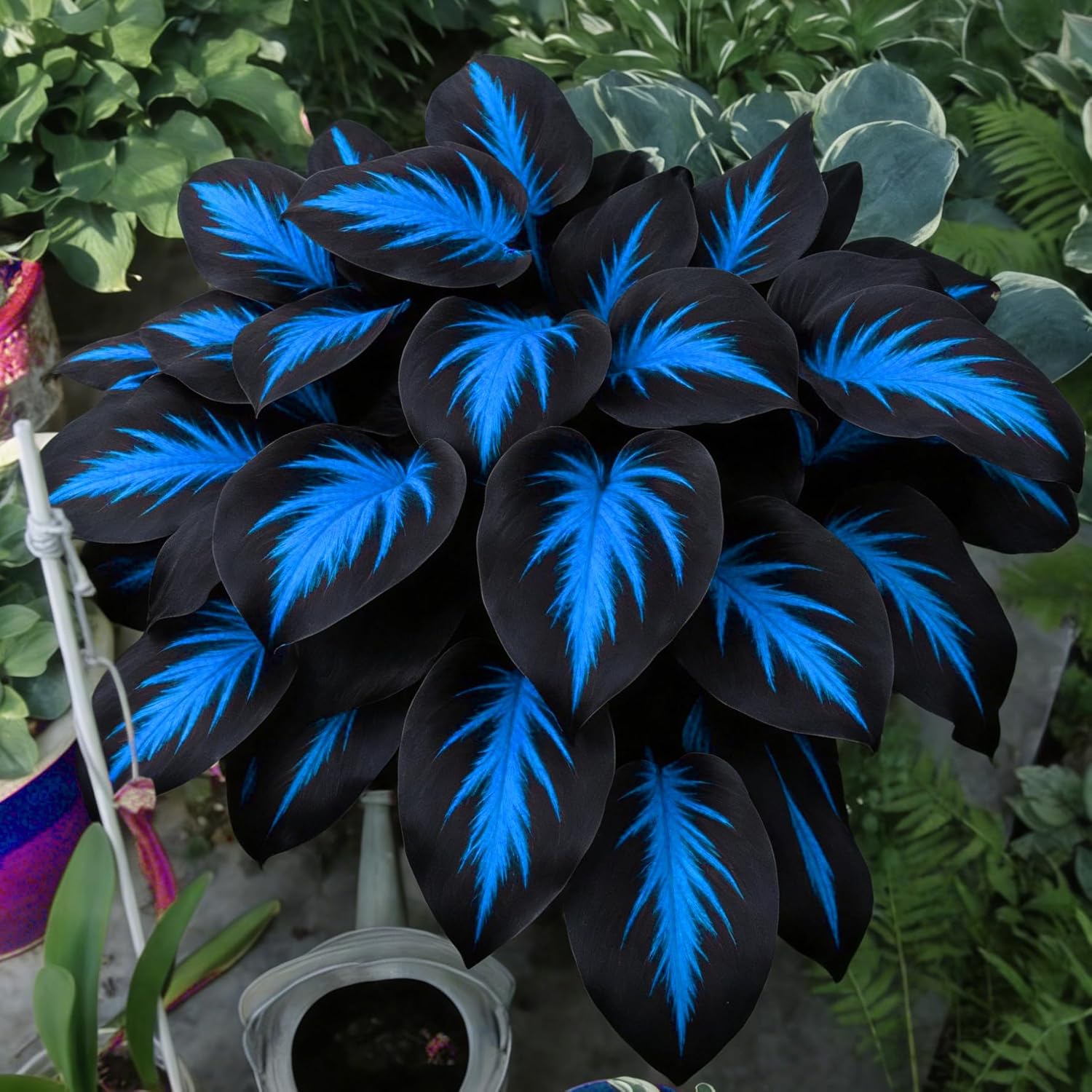 Hosta Seeds for Planting, 290+pcs Rare Perennial Hosta Flower Seeds Plants, Non-GMO Heirloom Long Blooming Plants Shaded Entry Pathway Rare Flowers for Garden Outdoors - Image 3
