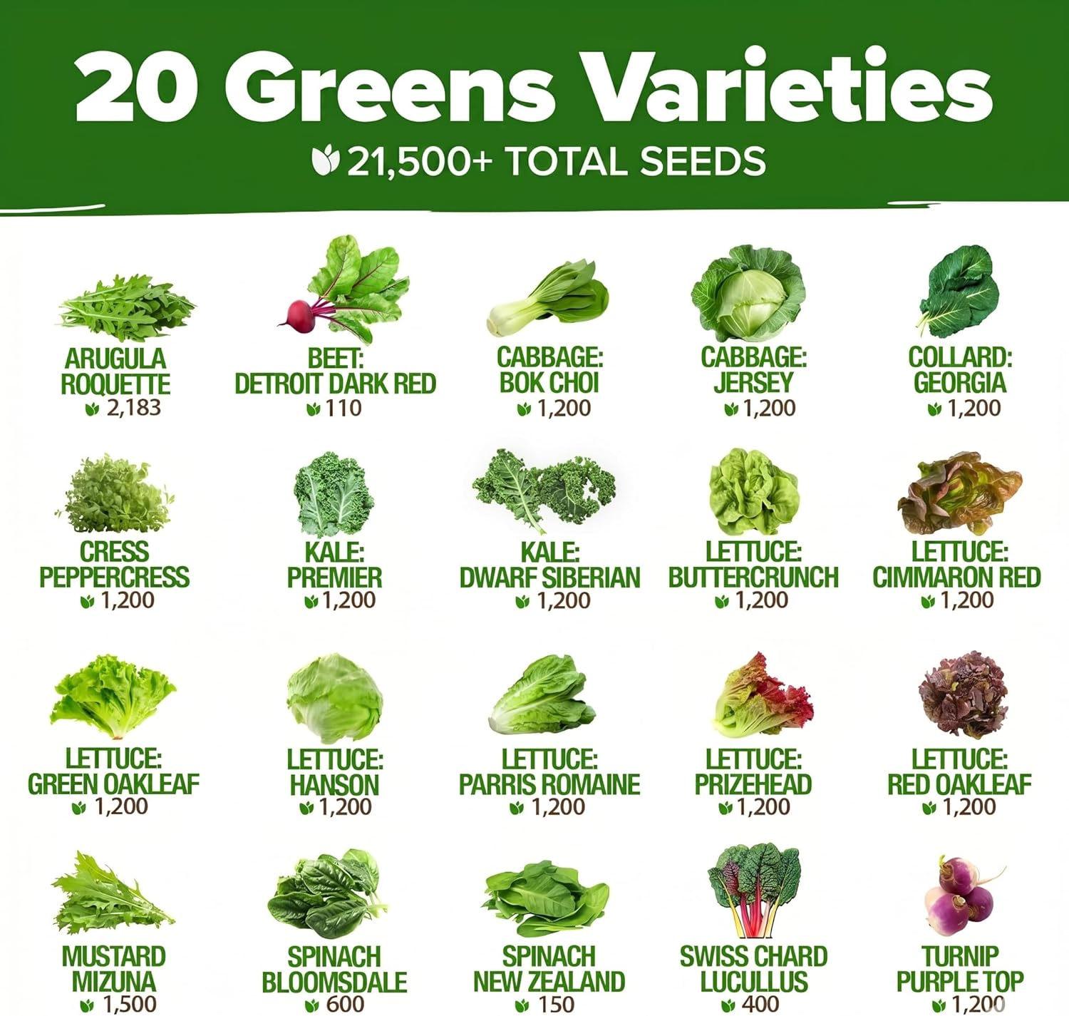 HOME GROWN 20 Variety Lettuce Seeds 21,500+ Bulk Pack Heirloom Non-GMO, High Germination, Romaine,Butterhead, Spinach, Kale, Iceberg, Continuous Harvest,Indoor Outdoor Hydroponic Garden (20 Varieties) - Image 2