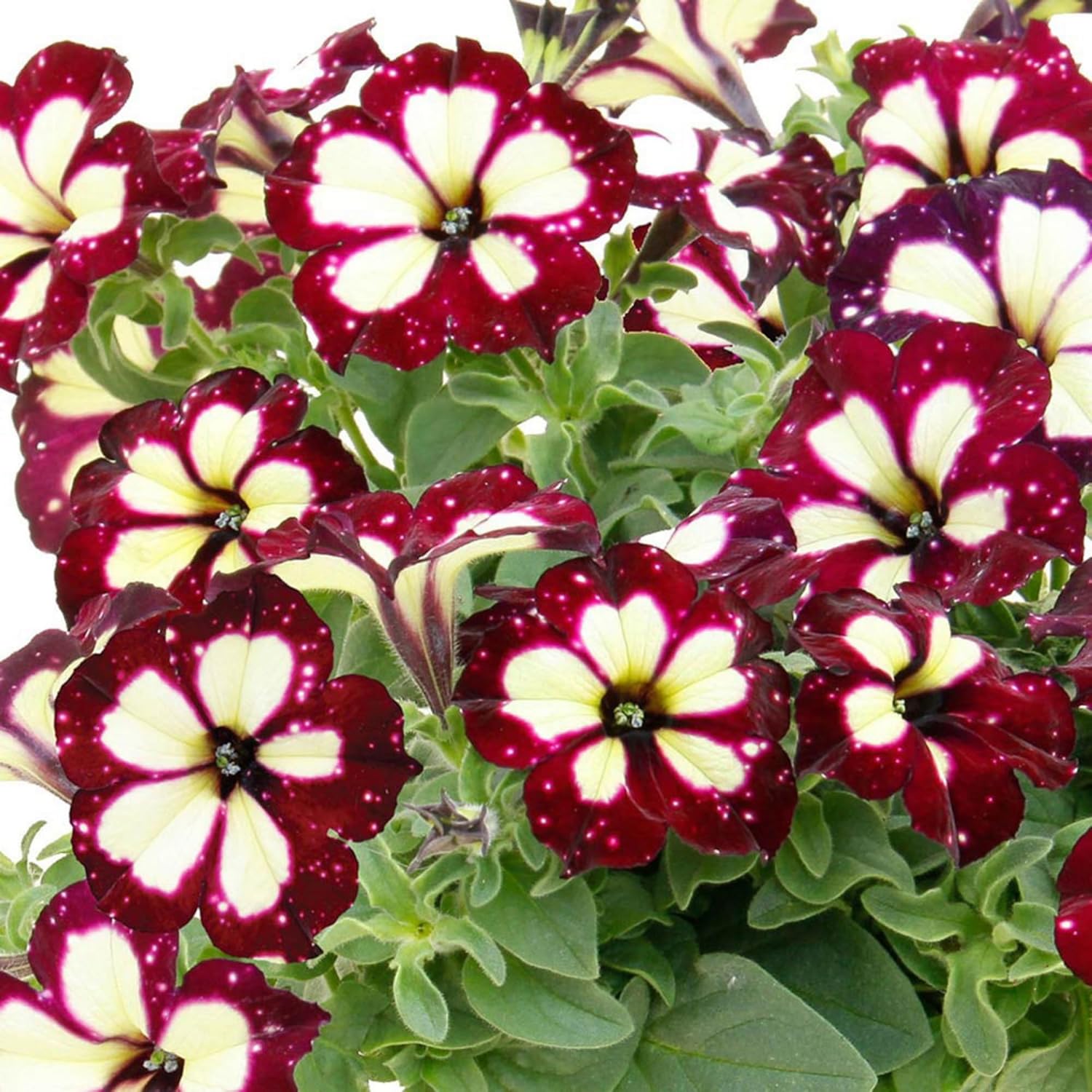 1000+ Mixed Petunia Seeds for Planting - Dwarf Wave Petunia Flower Seeds for Home Garden Non-GMO Heirloom Flower - Image 3