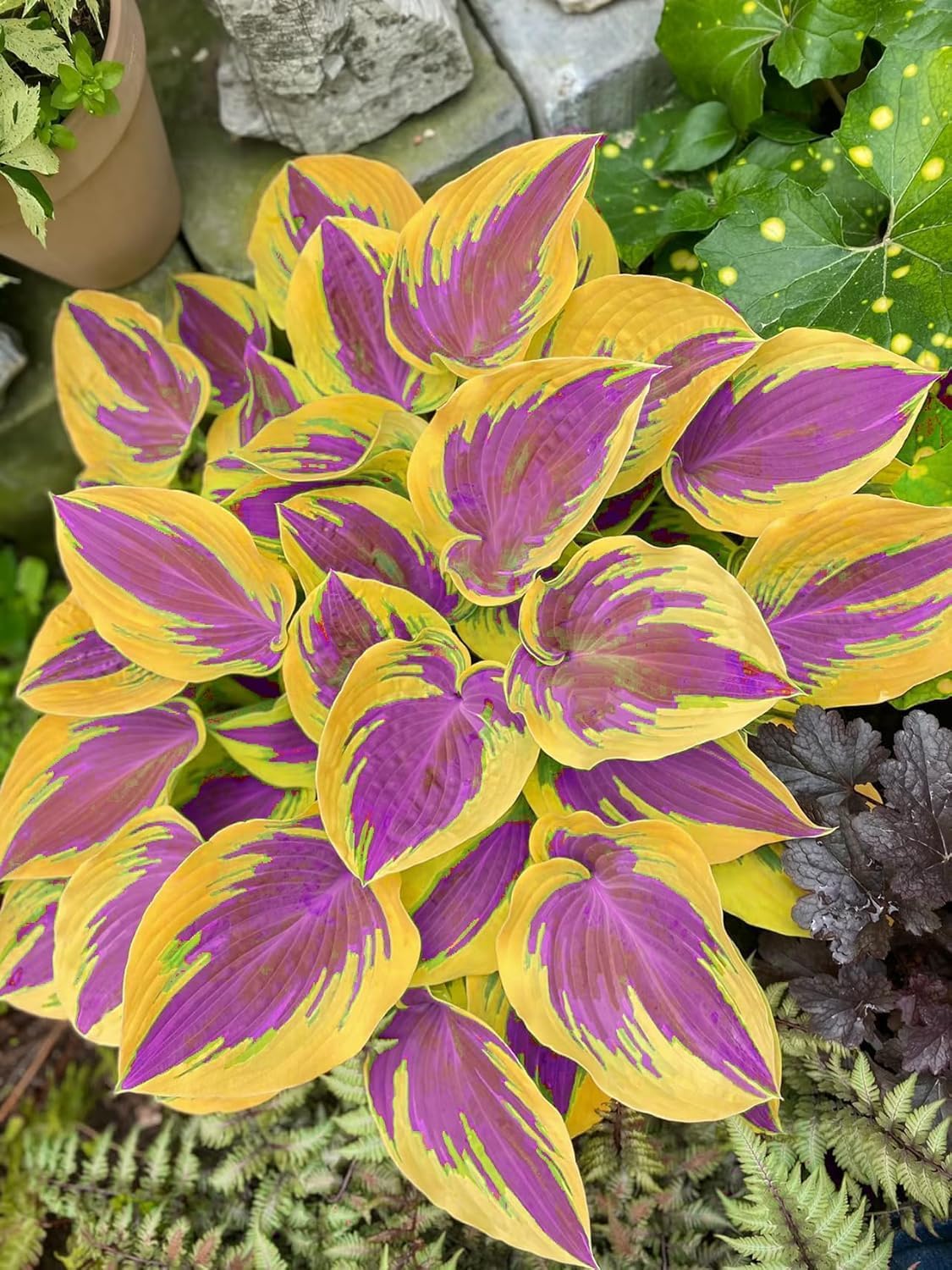 311+ Mixed Hosta Seeds for Planting – Perennial Shade Plants with Decorative Foliage, Ideal for Shady Gardens, Borders, Pots & Ground Cover - Image 3