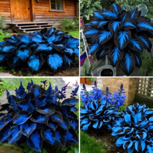 Hosta Seeds for Planting, 290+pcs R...