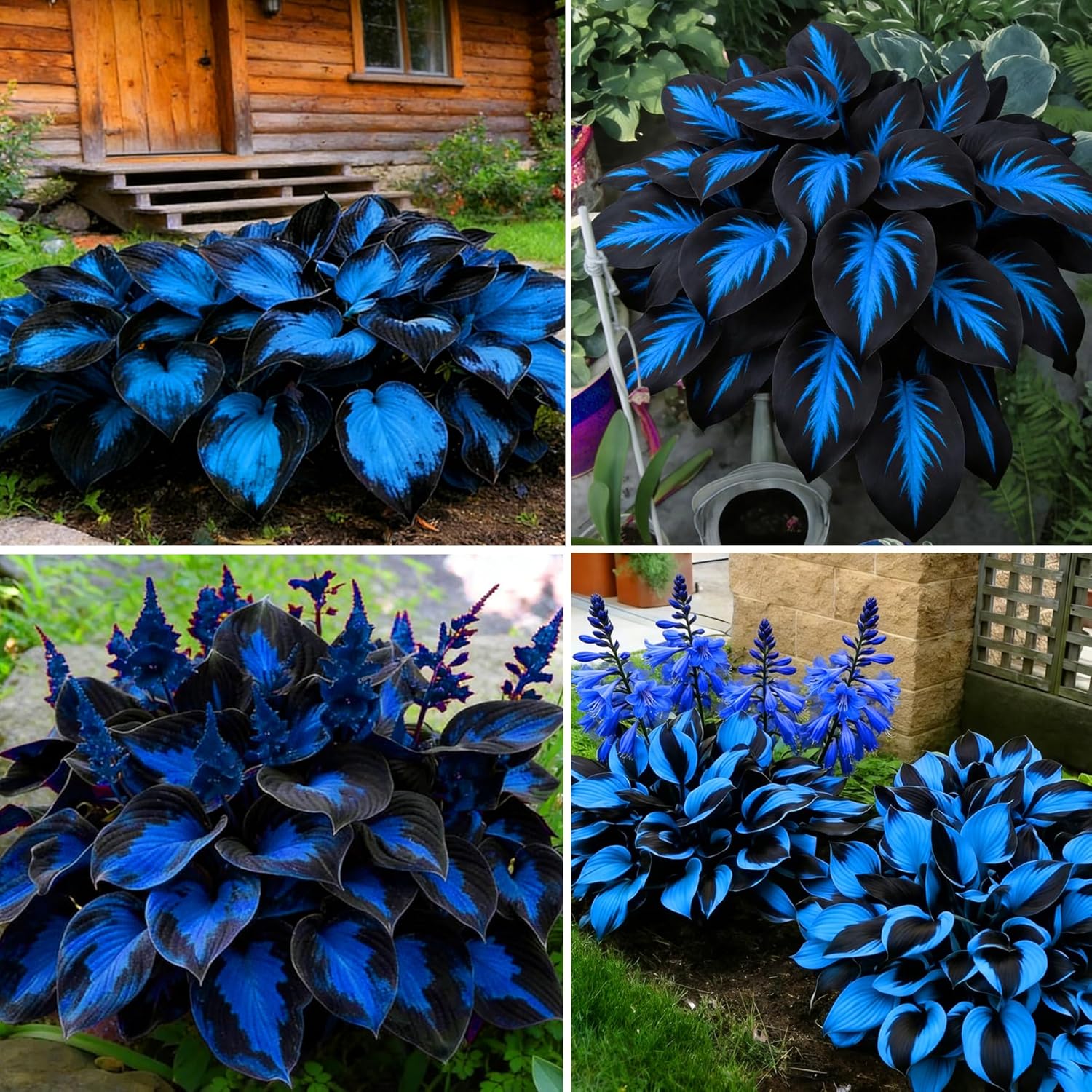 Hosta Seeds for Planting, 290+pcs Rare Perennial Hosta Flower Seeds Plants, Non-GMO Heirloom Long Blooming Plants Shaded Entry Pathway Rare Flowers for Garden Outdoors