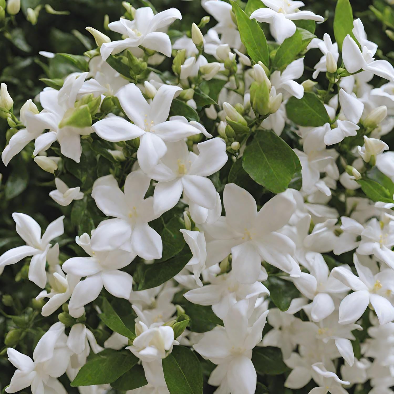 Rare Scented Jasmine Flower Easy to Grow 5g Seeds - Image 6
