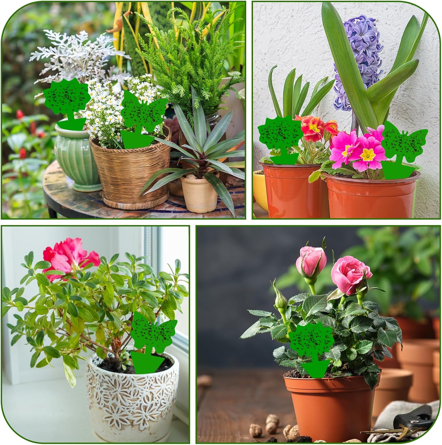 Fruit Fly Traps, 60 Pack Green Stick Traps, Fungus Gnat Traps, Plant Fly Stickers for Indoor and Outdoor Use Protect The Plant - Image 6