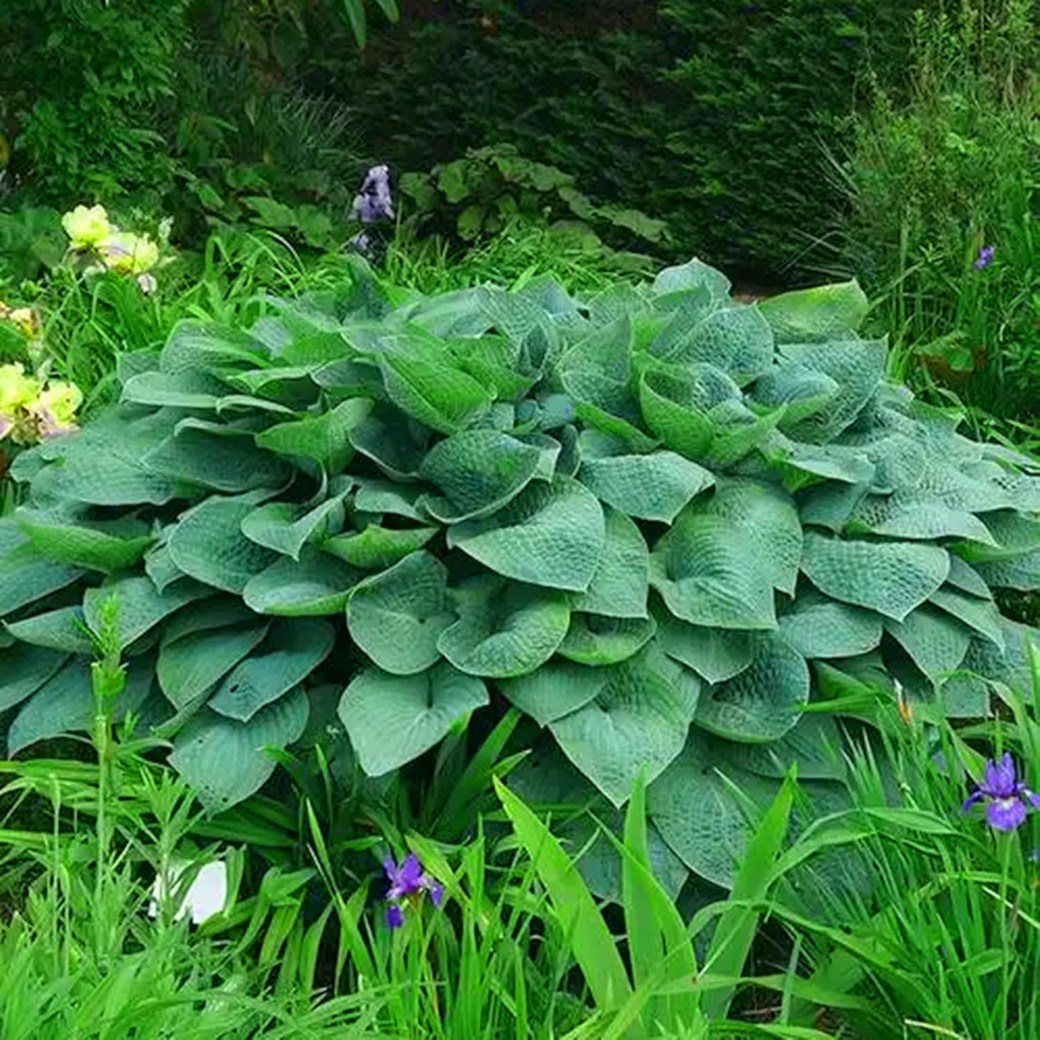 Hosta Seeds for Planting, 290+pcs Rare Perennial Hosta Flower Seeds Plants, Non-GMO Heirloom Long Blooming Plants Shaded Entry Pathway Rare Flowers for Garden Outdoors - Image 7
