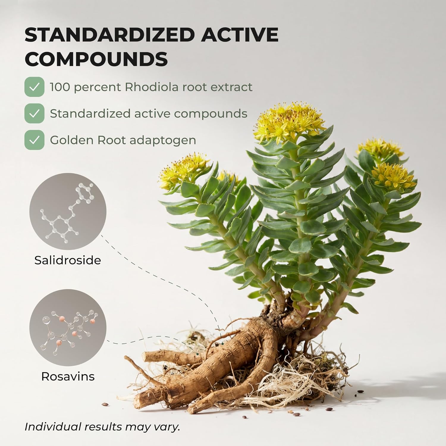Rhodiola Rosea Supplement – Golden Root Adaptogen Capsules - Rhodiola Rosea Extract Powder Alternative with Salidroside for Stress Support - Energy, Focus & Performance - Image 4