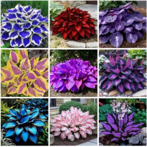 311+ Mixed Hosta Seeds for Planting...