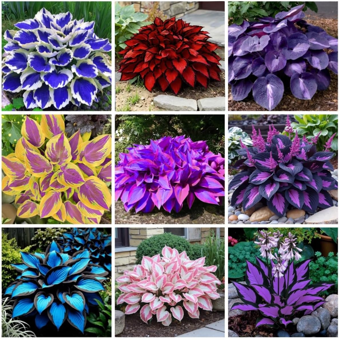 311+ Mixed Hosta Seeds for Planting – Perennial Shade Plants with Decorative Foliage, Ideal for Shady Gardens, Borders, Pots & Ground Cover
