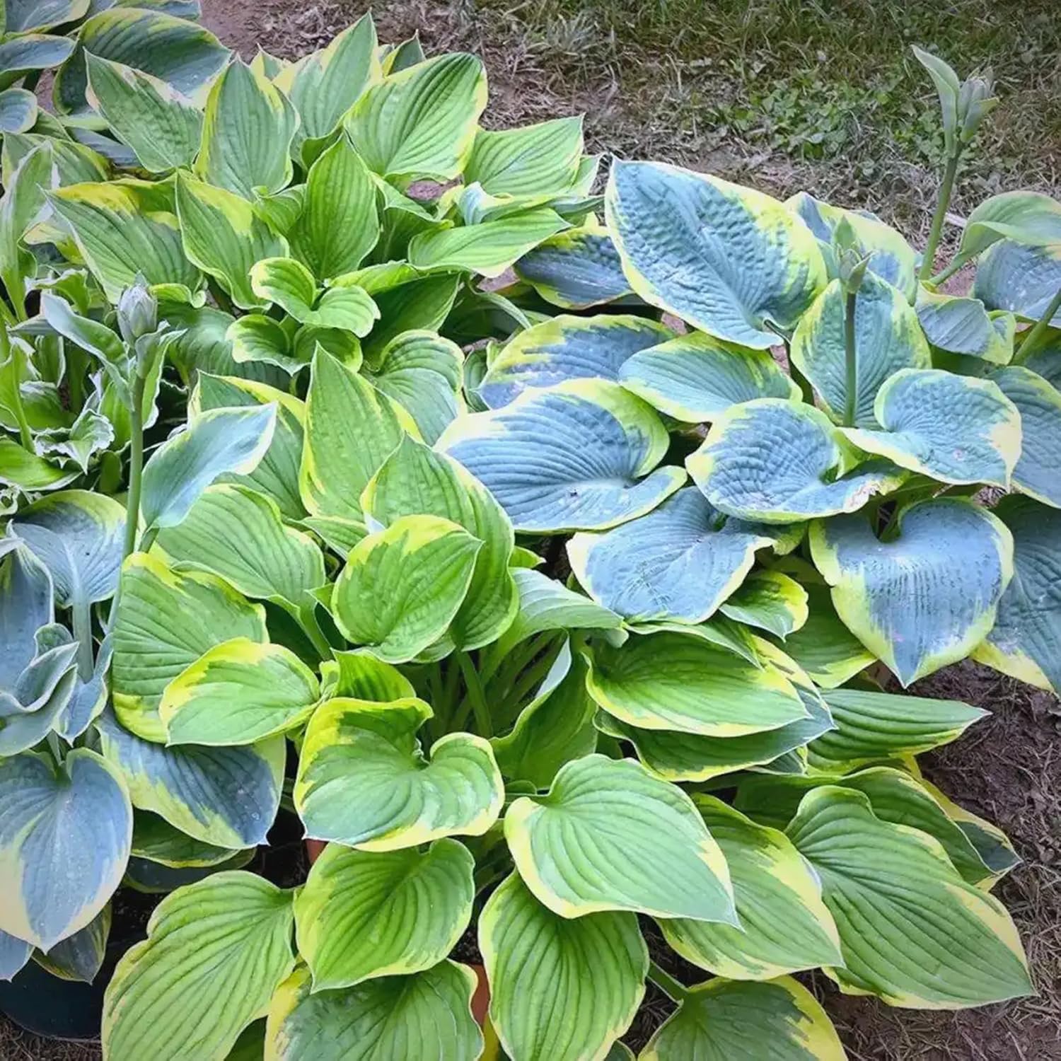 Hosta Seeds for Planting, 290+pcs Rare Perennial Hosta Flower Seeds Plants, Non-GMO Heirloom Long Blooming Plants Shaded Entry Pathway Rare Flowers for Garden Outdoors - Image 4