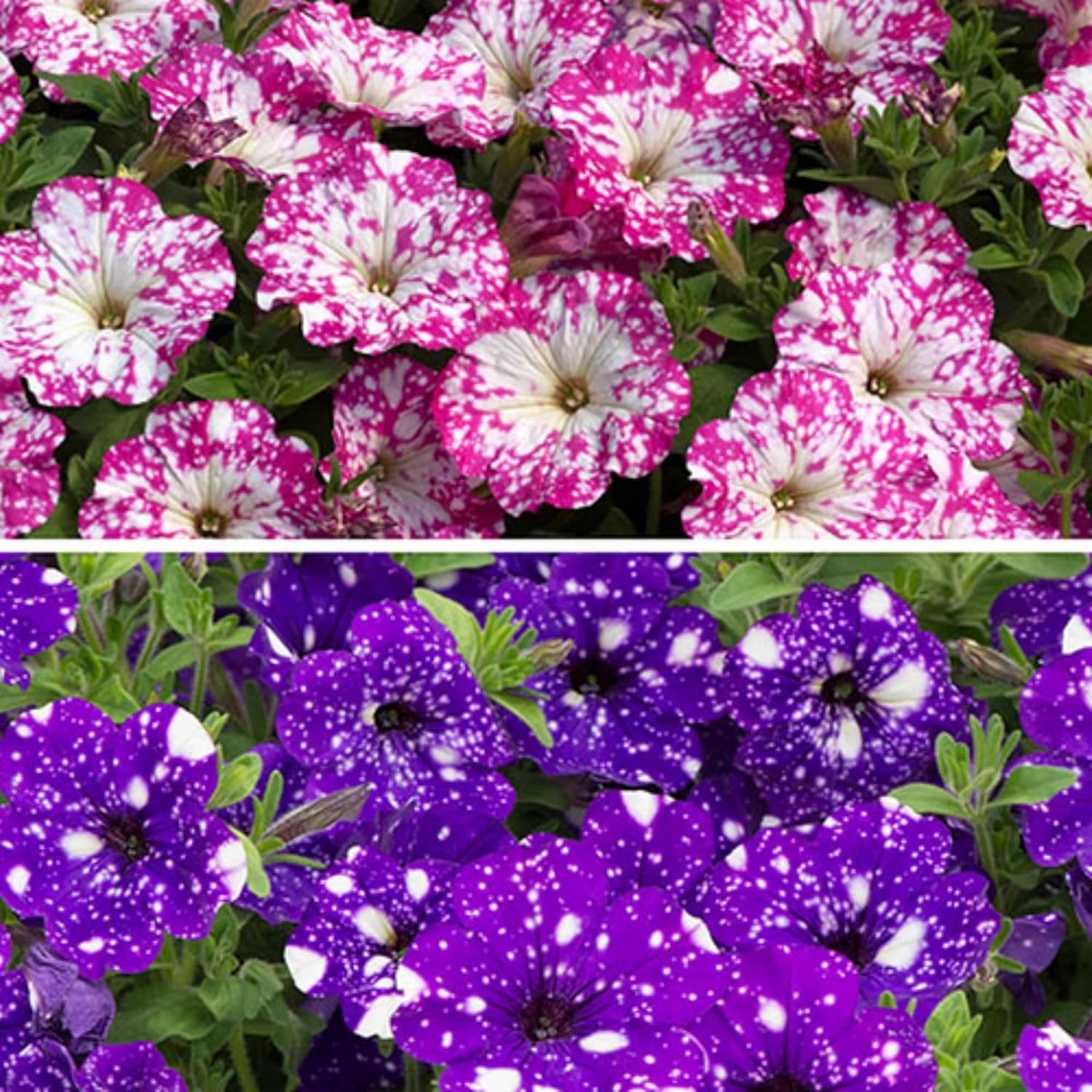 1000+ Mixed Petunia Seeds for Planting - Dwarf Wave Petunia Flower Seeds for Home Garden Non-GMO Heirloom Flower - Image 2
