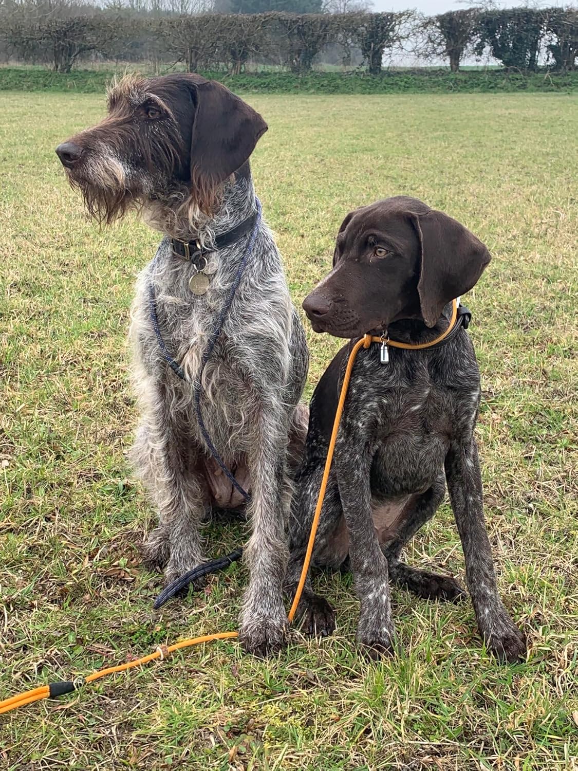 Cesar Millan Slip Lead Leash™ - 2-in-1 Slip Collar Dog Training Lead & Collar | Heavy Duty Durable Weatherproof Rope Leash, No Pull Training | Length 4ft Diameter 1/2”(Large, Grey) - Image 2