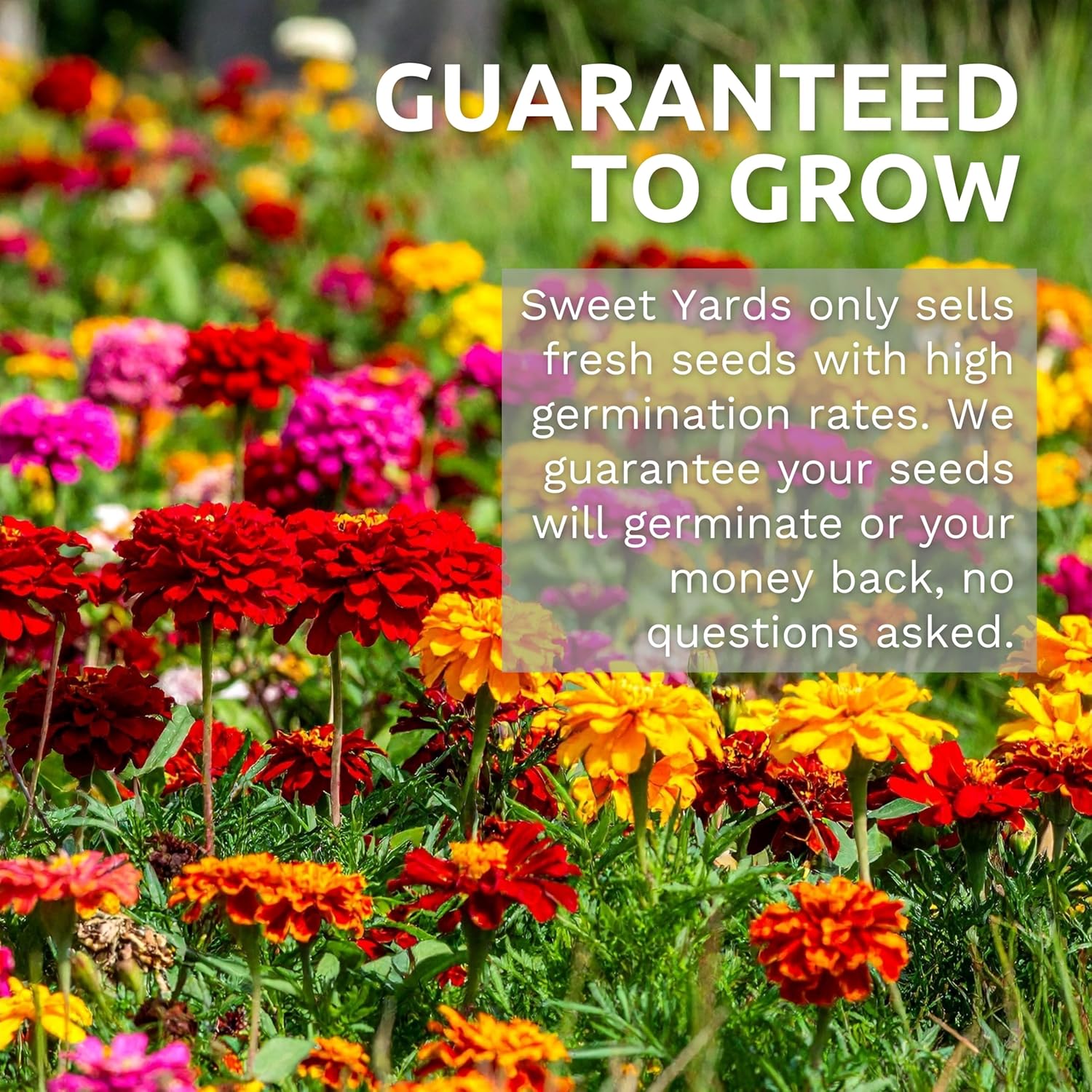 Zinnia Seeds - California Giants Mix - Large 1 Ounce Packet - 3,000 Flower Seeds - Mixed Colors and Large Blooms - Image 11