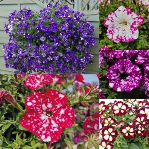 1000+ Mixed Petunia Seeds for Plant...