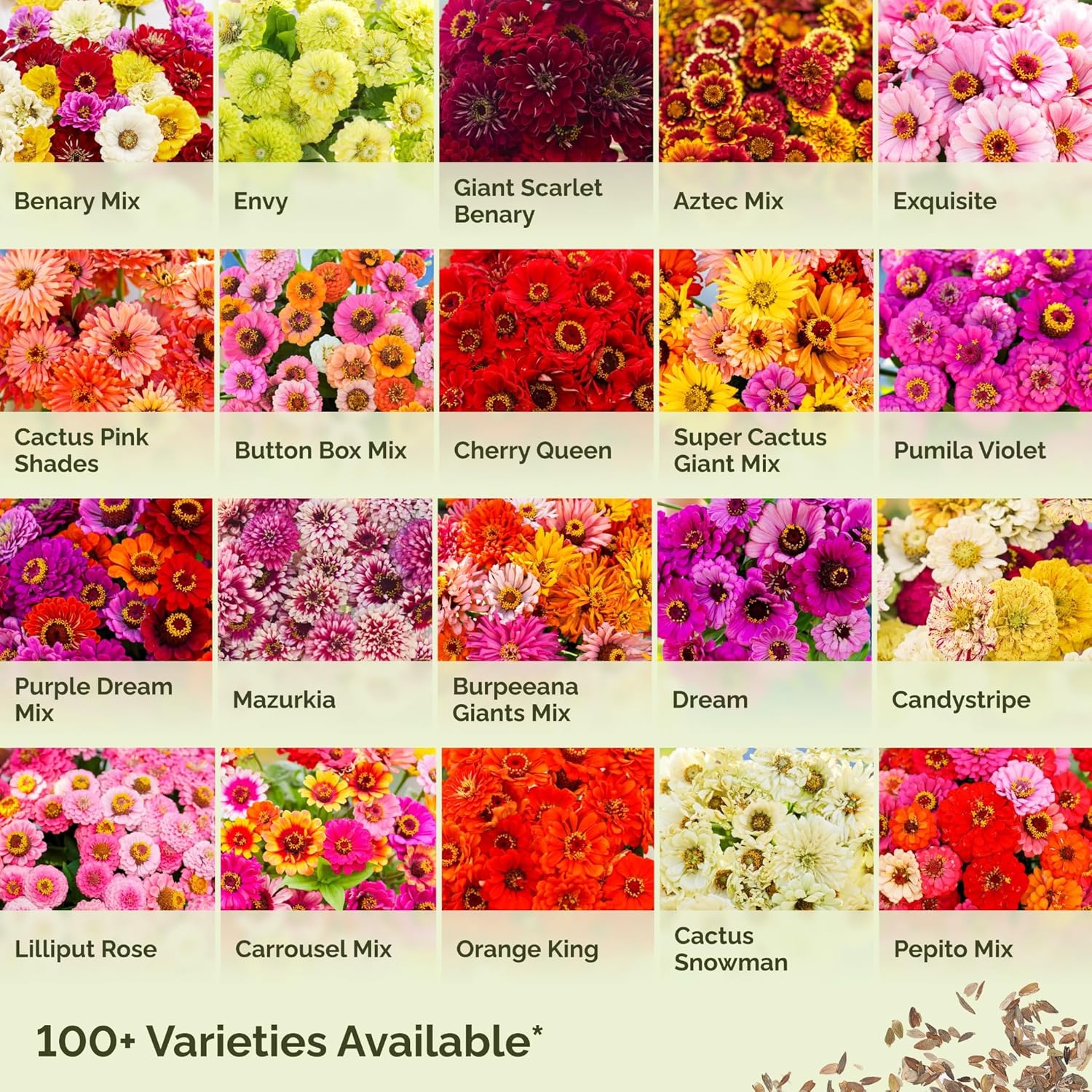 Eden Brothers Zinnia Seeds - Bon Bon Mix, Non-GMO Seeds for Planting, Packet | Low-Maintenance Flower Seeds, Plant During Spring, Zones 3, 4, 5, 6, 7, 8, 9, 10 - Image 3