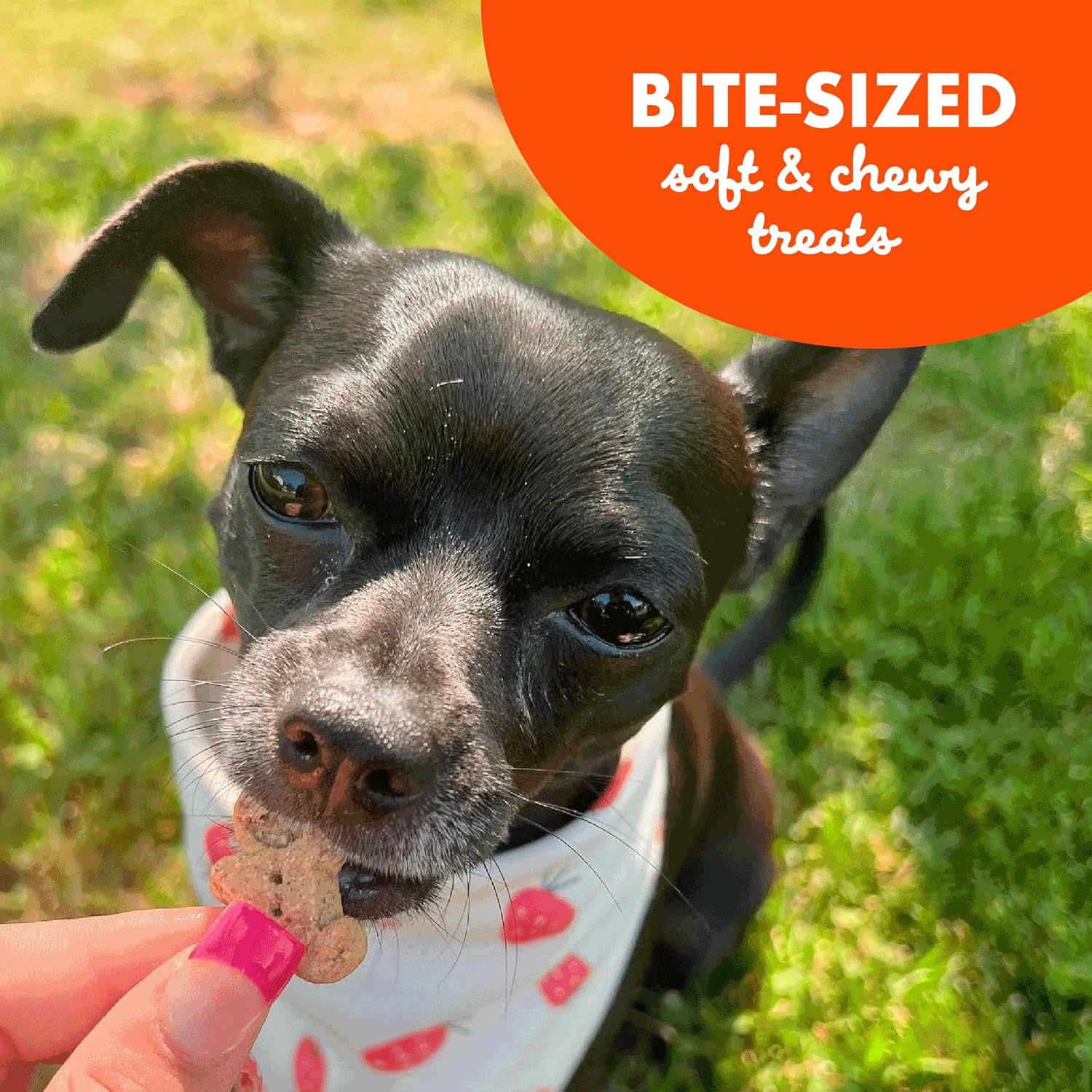 Buddy Softies Soft & Chewy Dog Treats Peanut Butter 20 oz. Jar - Image 8