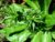 Recao, Culantro, Cilantro ancho, Mexican Coriander (Eryngium foetidum) 200++ Qty Seeds Pack