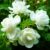 50 Pcs Jasmin Seeds for Planting Fragrant Flower Seeds for Home Garden Decor