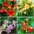 100+Hummingbird Trumpet Vine Plant Seeds-Trumpet Creeper Seeds Non-GMO Heirloom Flower Seed
