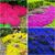6000+ Mixed Creeping Thyme Seeds for Planting – Heirloom Flowers Perennial Thyme Non-GMO Thymus Serpyllum Seed Ground Cover Plants