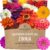 Zinnia Seeds – California Giants Mix – Large 1 Ounce Packet – 3,000 Flower Seeds – Mixed Colors and Large Blooms